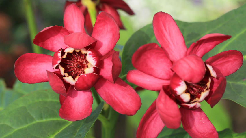 Calycanthus x raulstonii 'Aphrodite' flowers