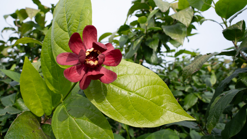 Calycanthus x raulstonii 'Aphrodite' leaves