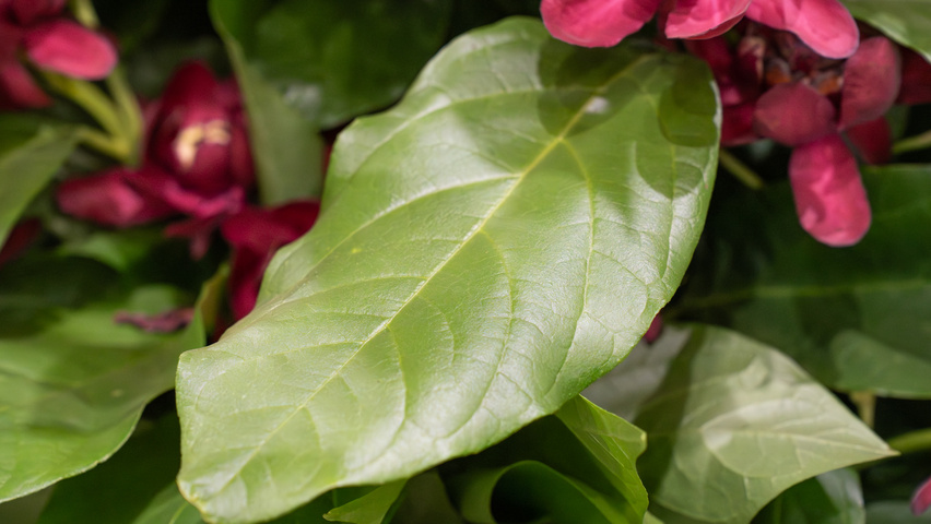 Calycanthus x raulstonii 'Aphrodite' leaves