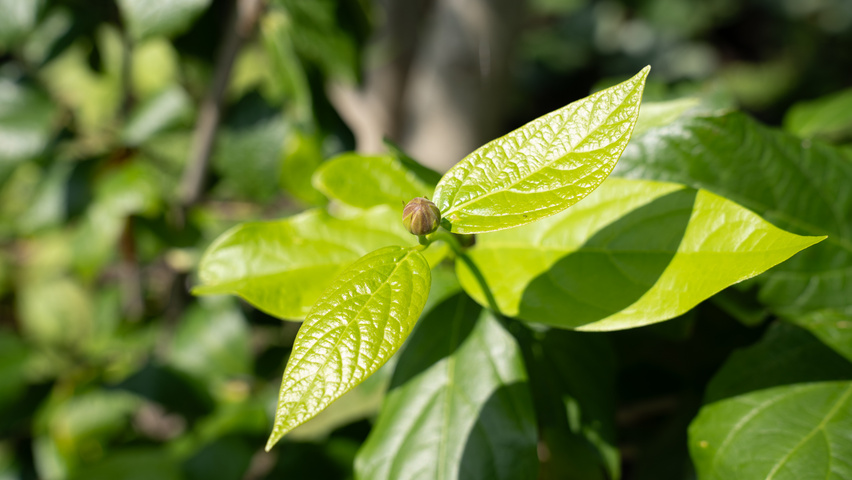 Calycanthus x raulstonii 'Aphrodite' leaves