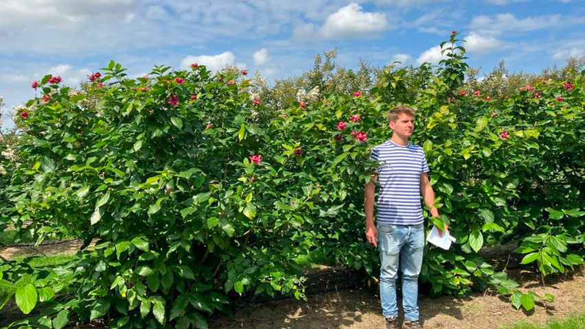 Calycanthus x raulstonii 'Aphrodite' multi-stem