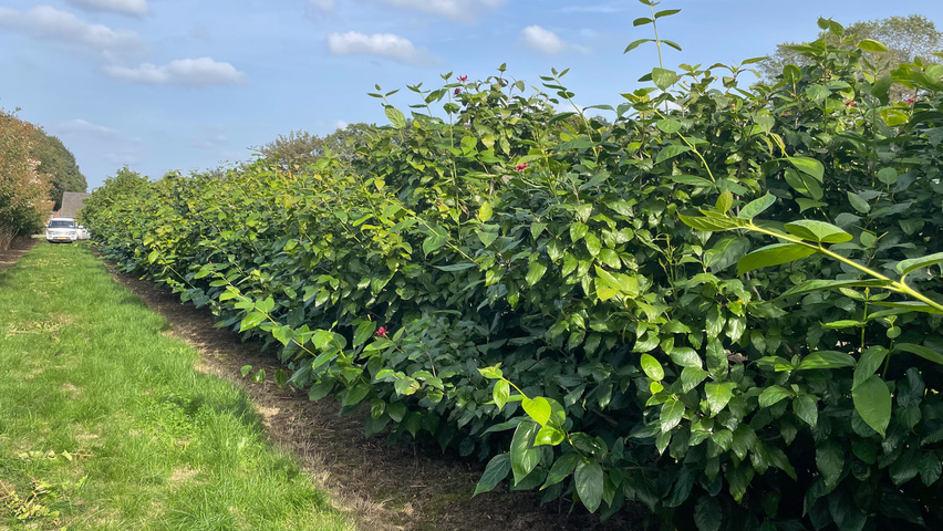 Calycanthus x raulstonii 'Aphrodite' multi-stem