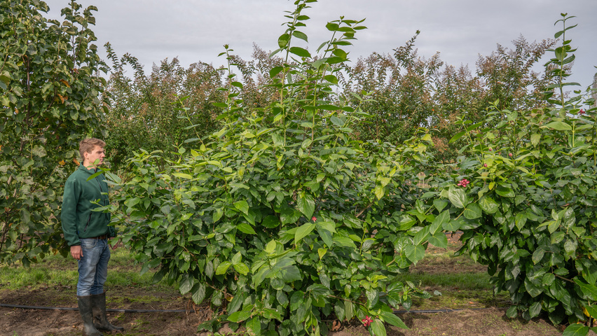 Calycanthus x raulstonii 'Aphrodite' multi-stem