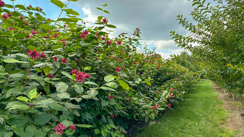 Calycanthus x raulstonii 'Aphrodite' multi-stem