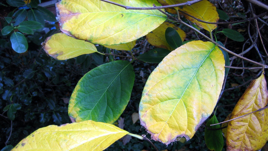 Calycanthus floridus herfstblad