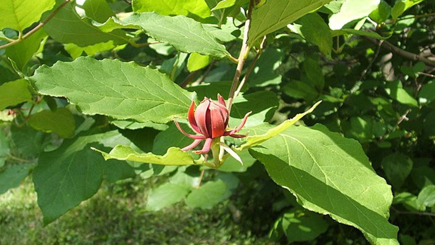 Calycanthus floridus bloem