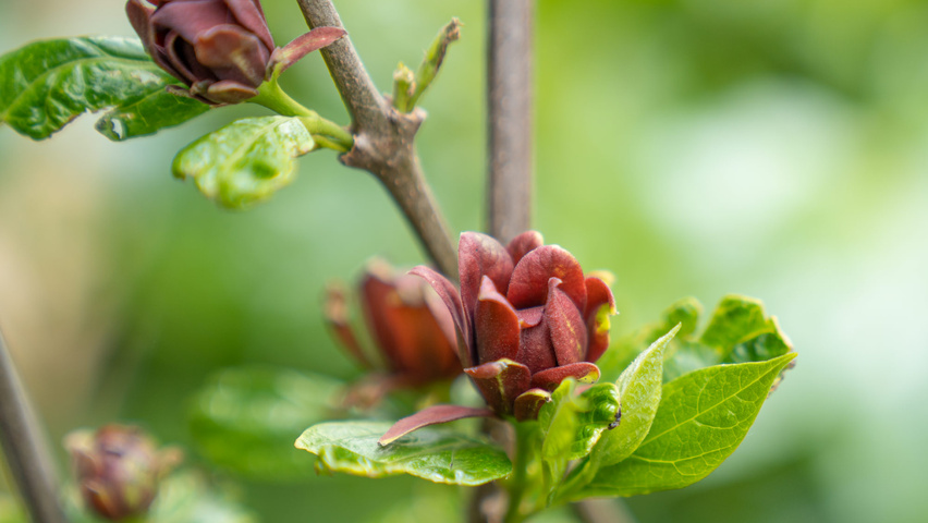 Calycanthus floridus bloem
