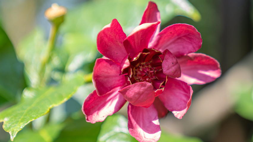 Calycanthus floridus bloem