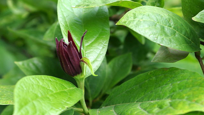 Calycanthus floridus bloem
