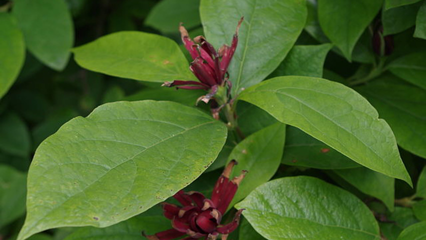 Calycanthus floridus bloem