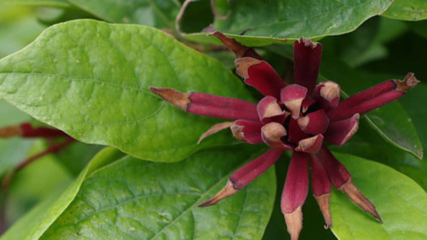 Calycanthus floridus bloem