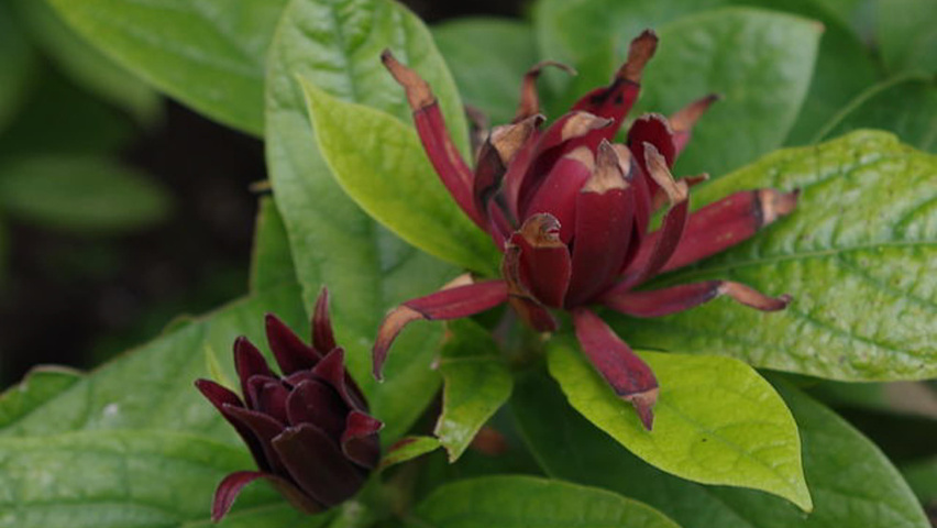 Calycanthus floridus bloem
