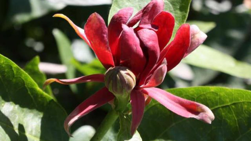 Calycanthus floridus bloem