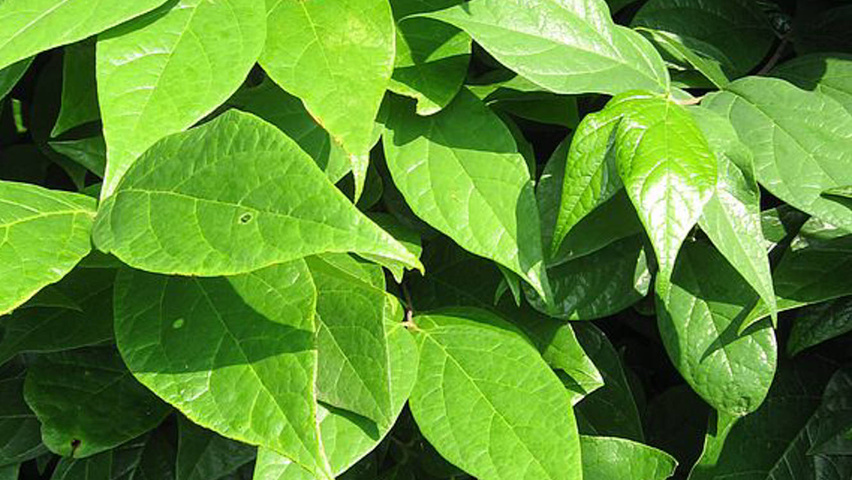 Calycanthus floridus blad