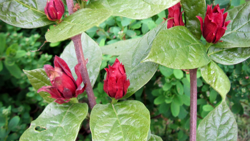 Calycanthus floridus 'Purpureus' kwiaty