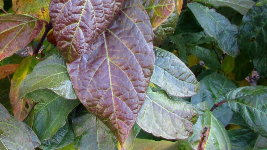 Calycanthus floridus 'Purpureus' liście