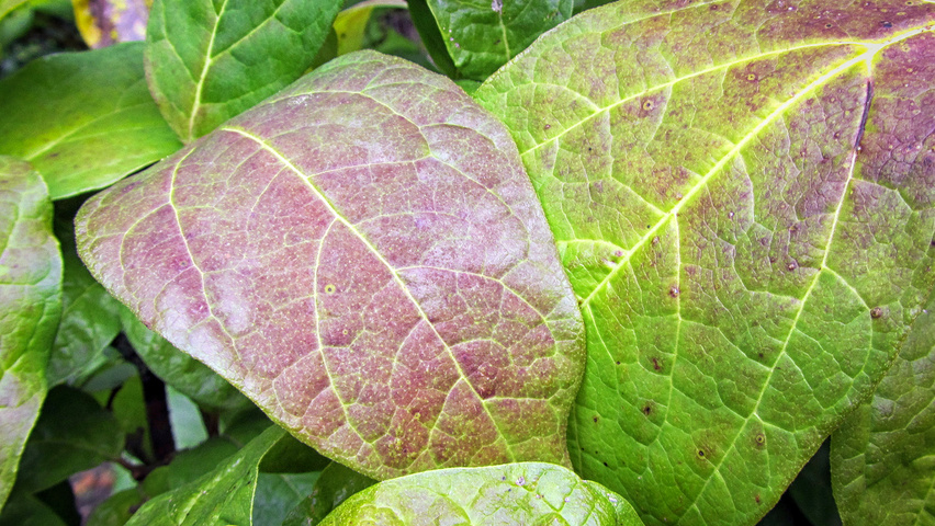 Calycanthus floridus 'Purpureus' liście