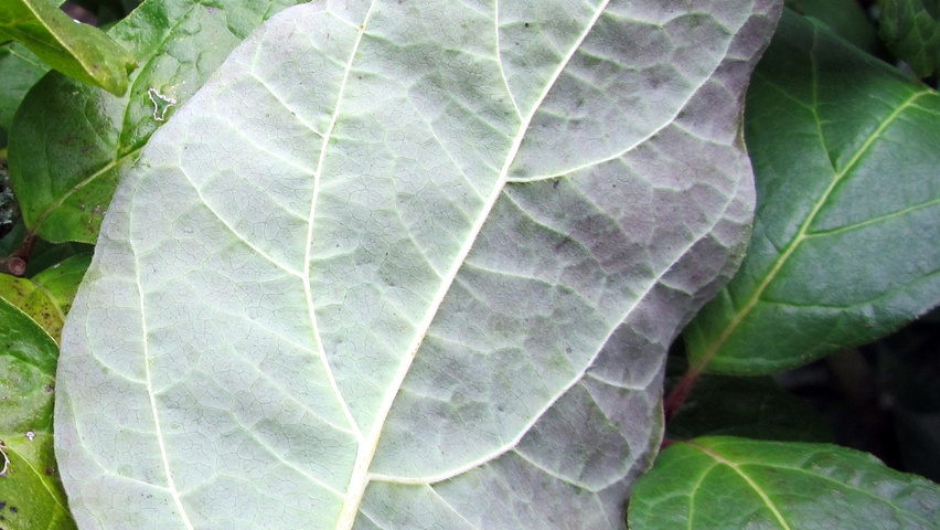 Calycanthus floridus 'Purpureus' liście