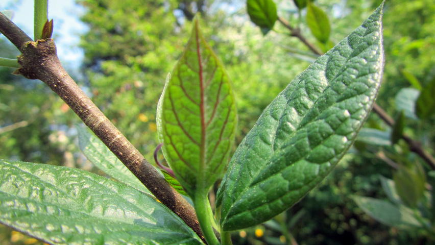 Calycanthus floridus 'Purpureus' pędy