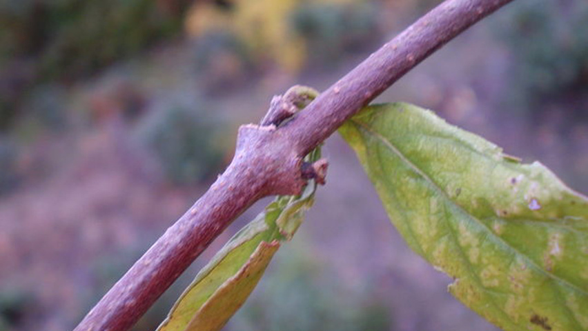 Calycanthus floridus twijgen