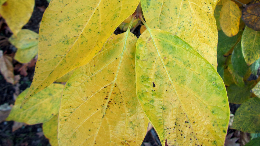 Calycanthus 'Venus' liście jesienią