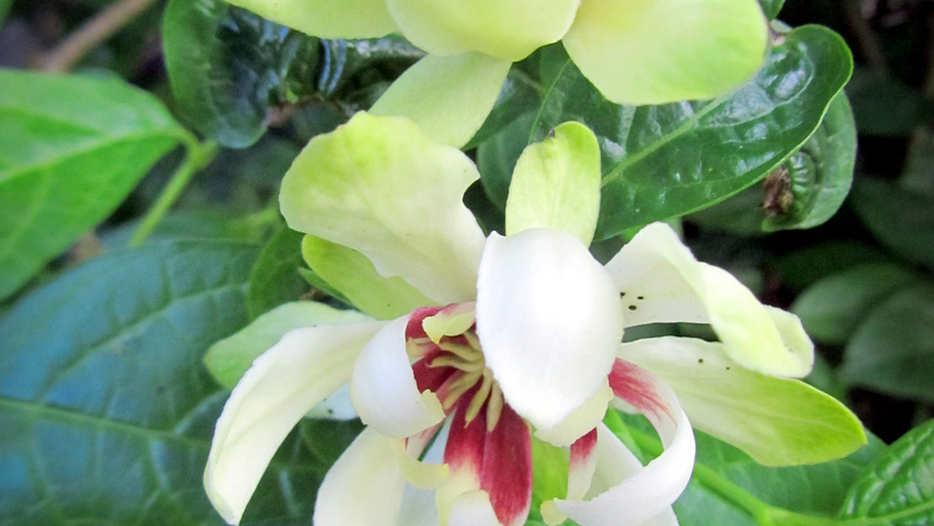 Calycanthus 'Venus' kwiaty