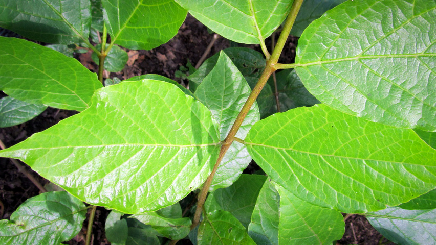 Calycanthus 'Venus' liście