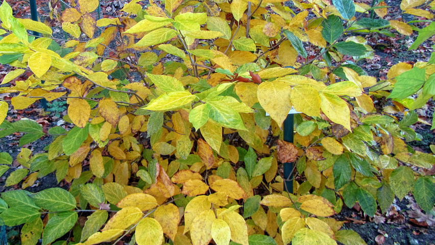 Calycanthus 'Venus' krzewy soliterowe