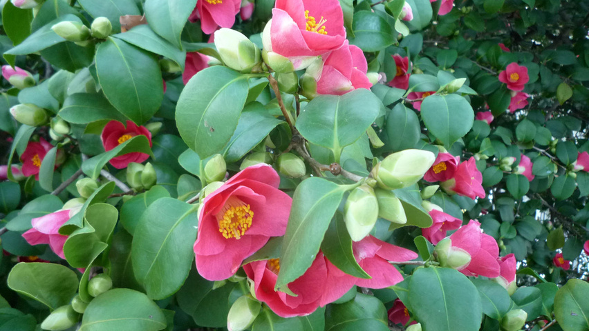 Camellia japonica bloem