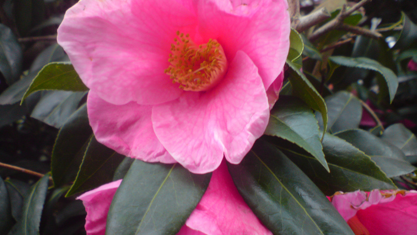 Camellia japonica bloem