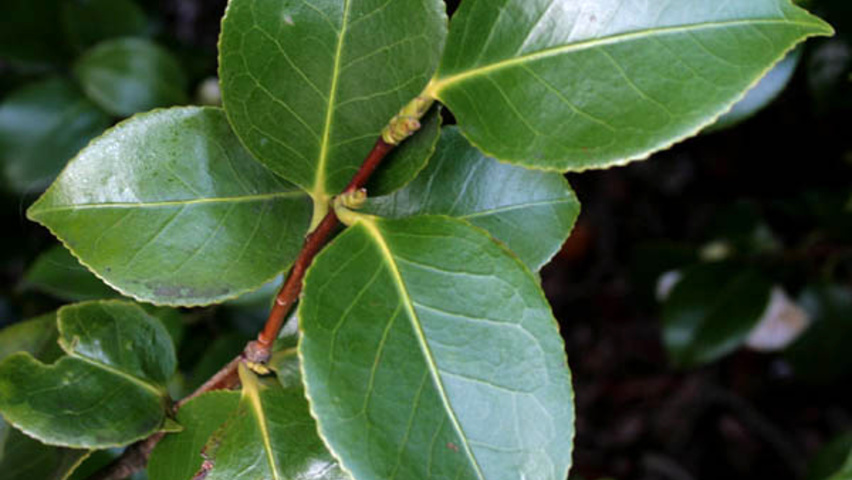 Camellia japonica blad