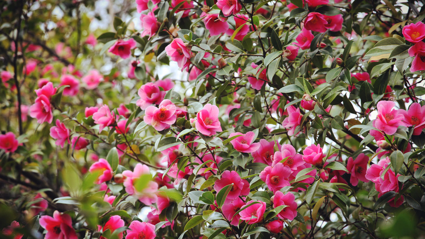 Camellia x williamsii flowers