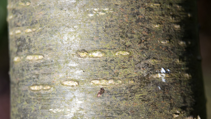 Caragana arborescens tronc