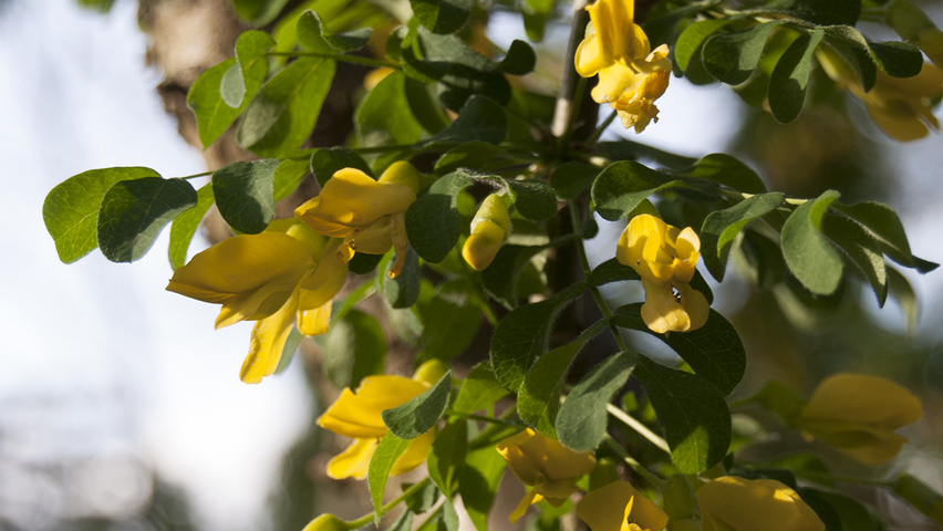 Caragana arborescens fleurs