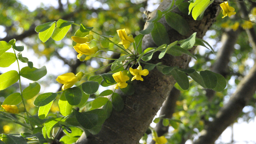 Caragana arborescens fleurs