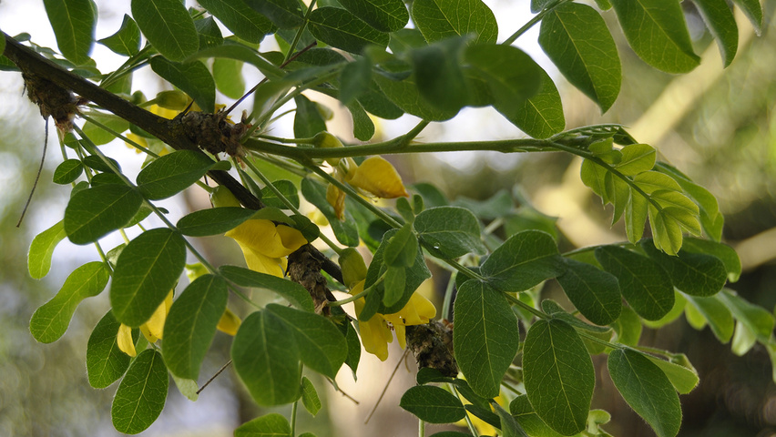 Caragana arborescens Feuilles