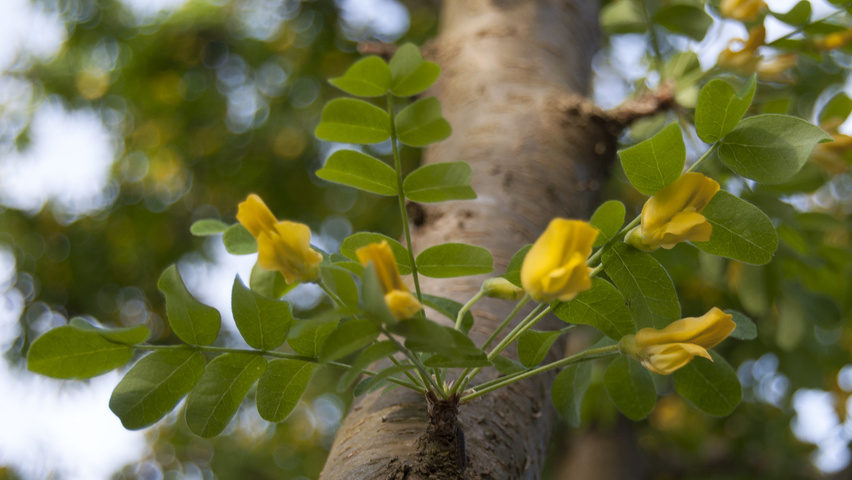 Caragana arborescens Feuilles