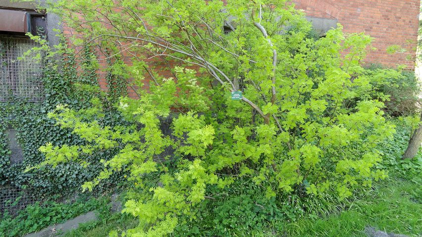 Caragana arborescens arbustes solitaires