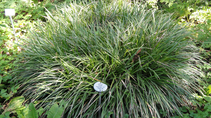 Carex morrowii TreeEbb C Ebben