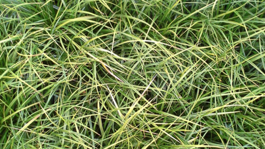 Carex morrowii 'Variegata' blad
