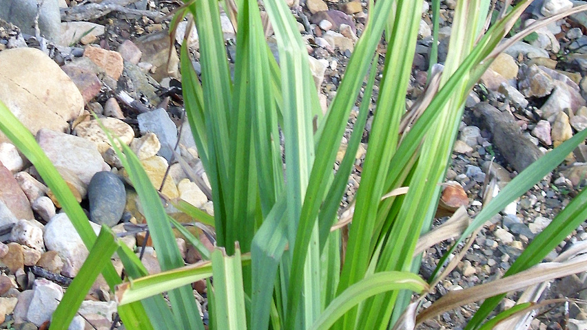 Carex pendula Blatt