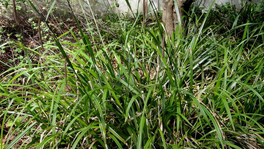Carex pendula Blatt