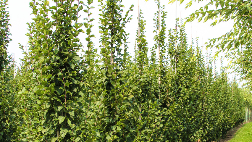 Carpinus betulus 'A. Beeckman' beveerd