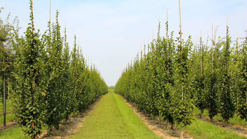 Carpinus betulus 'A. Beeckman' beveerd