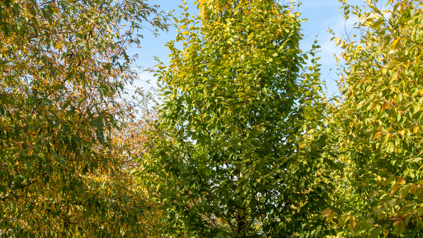 Carpinus betulus 'A. Beeckman' beveerd