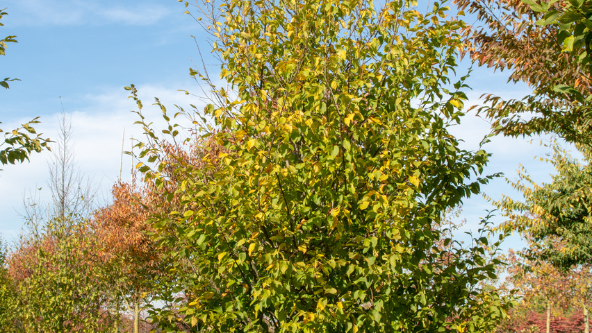 Carpinus betulus 'A. Beeckman' beveerd