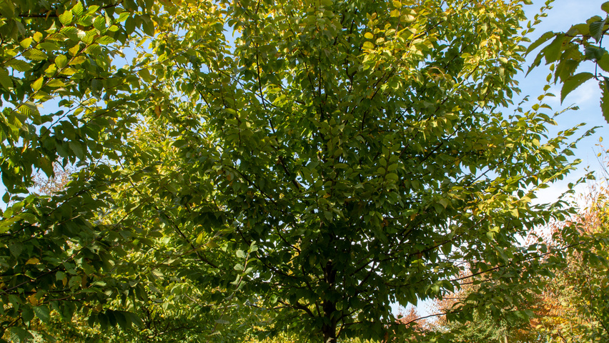 Carpinus betulus 'A. Beeckman' hoogstam