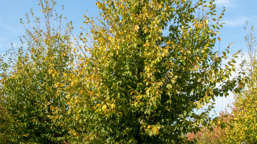 Carpinus betulus 'A. Beeckman' hoogstam