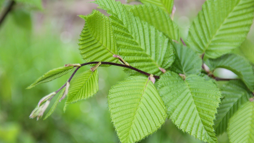 Carpinus betulus 'A. Beeckman' blad