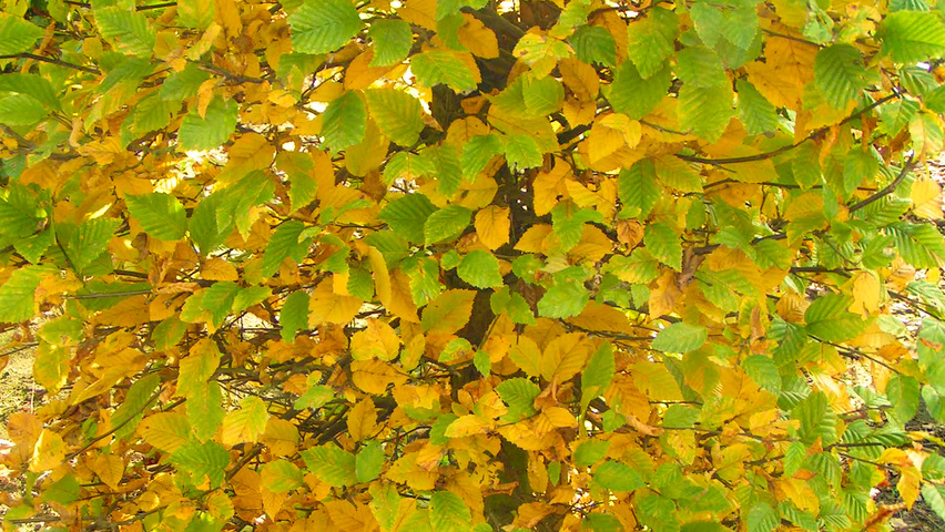 Carpinus betulus herfstblad
